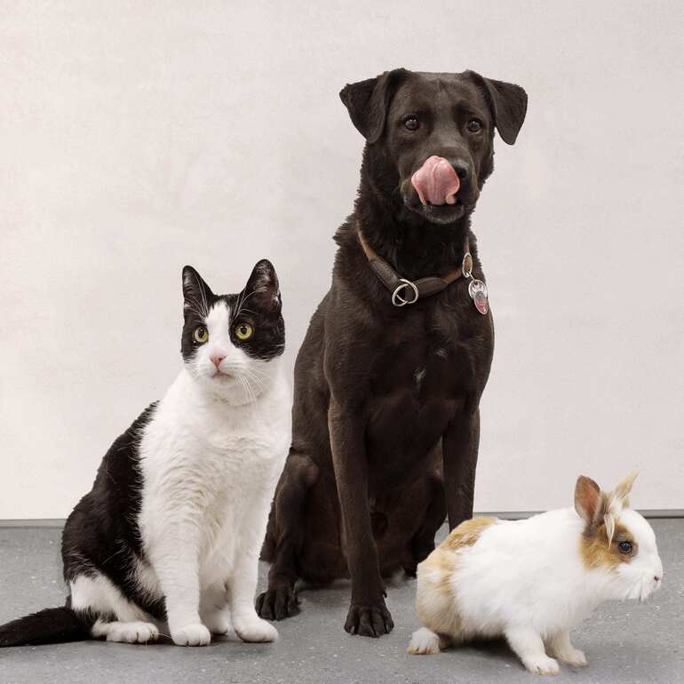 Katze, Hund und Kaninchen sitzen gemeinsam auf dem Boden