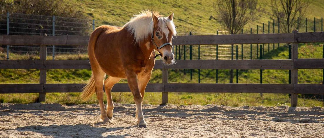 Pferd läuft im Round-Pen