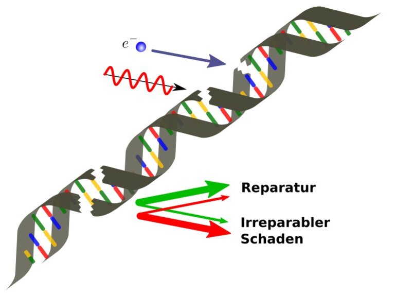DNA Schäden und deren Reparatur